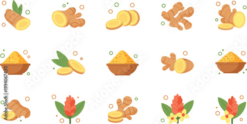 Large Set of Ginger Root Vector Illustrations Featuring Whole Rhizomes Sliced Pieces Ginger Powder and Tropical Ginger Flowers for Culinary and Herbal Medicine Graphic Designs