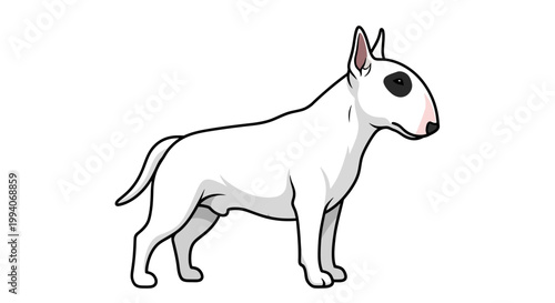Vector illustration of a standing bull terrier dog on white background