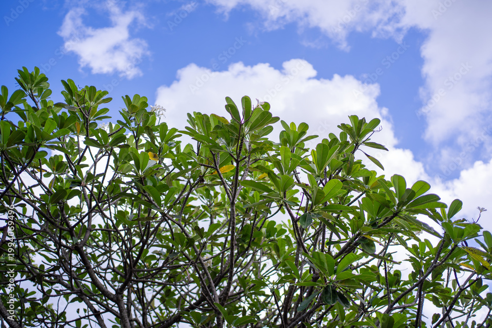 Fototapeta premium Green tropical leaves against blue sky with clouds