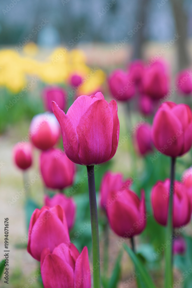 Fototapeta premium Colorful tulips bloom in spring