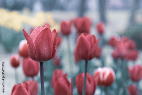 Colorful tulips bloom in spring