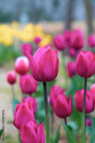 Colorful tulips bloom in spring