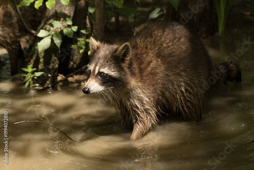 Raccoon Walking Through Swamp Water Louisiana