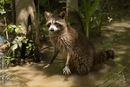 Raccoon Standing in Water in Swamp Forest