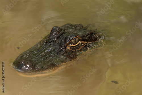 Close-Up of Alligator Eye in Murky Water