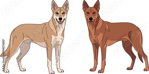 Two Standing Wild Dingo Dogs with Light Tan and Brown Coat Colors Australian Native Canine Animal Cartoon Vector Illustration Isolated on White Background