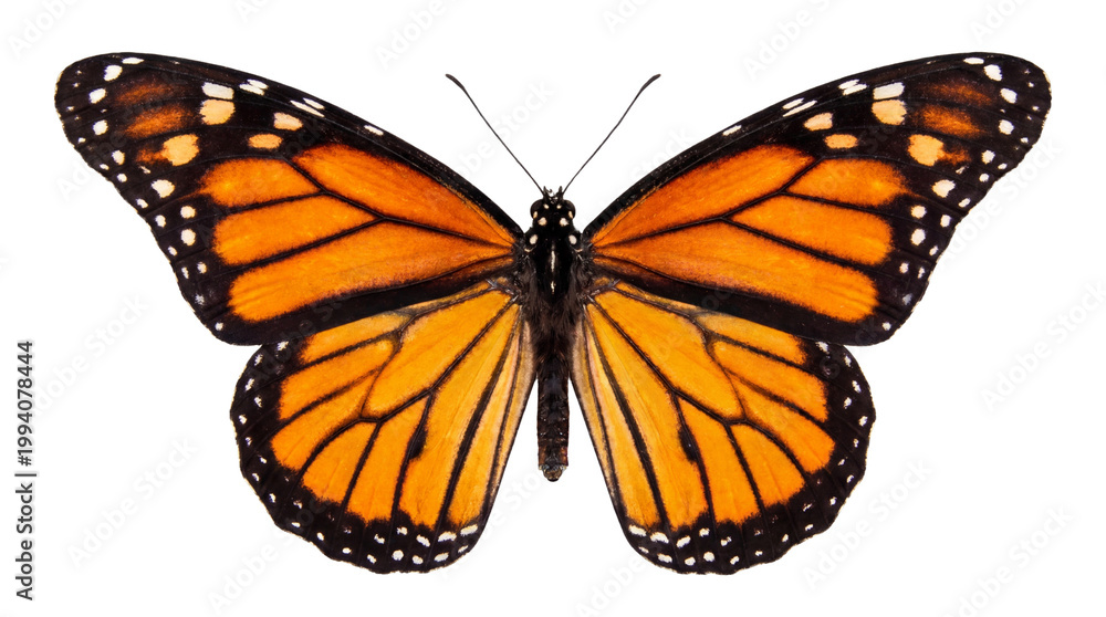 Obraz premium A detailed close-up studio shot of a monarch butterfly with its vibrant orange and black wings outstretched against a pure white background, showcasing intricate patterns and delicate antennae