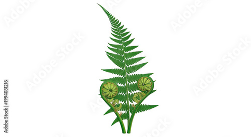 Green Fern Fronds and Fiddleheads
