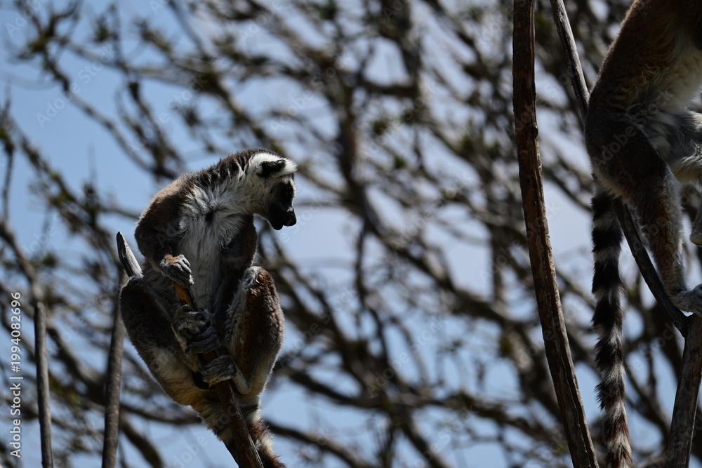 Naklejka premium LEMUR STANDING AT THE TOP OF A TREE.