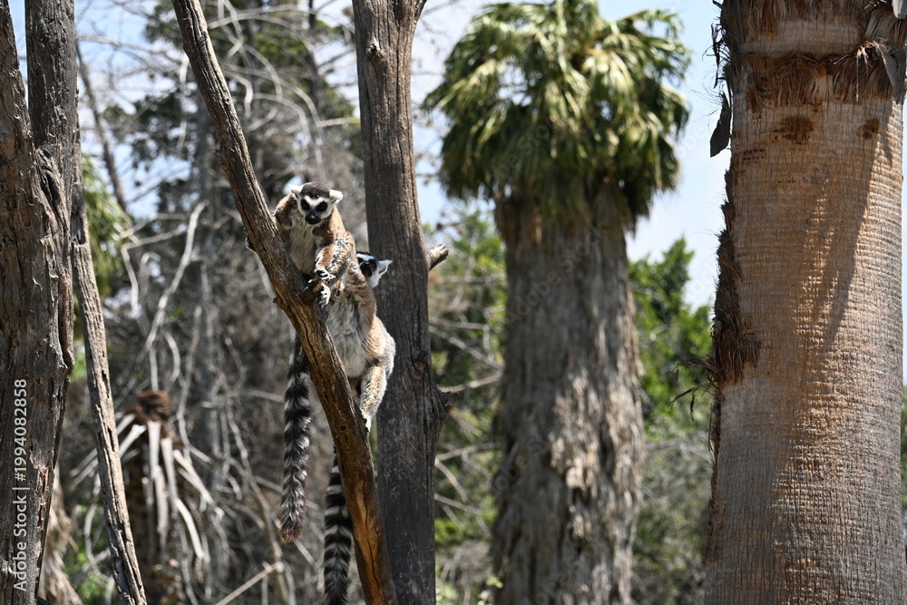 Fototapeta premium LEMURS RUNNING ON THE BRANCHES.