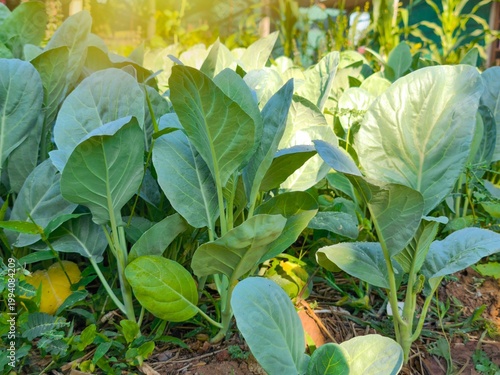 green kale growing in the garden