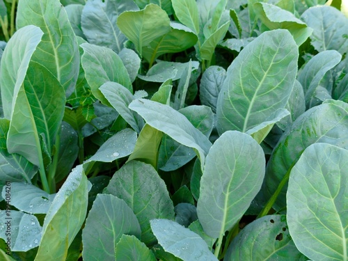 green kale growing in the garden
