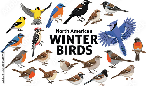 North American Winter Birds Collection with Various Species, Colorful Songbirds Set, Wildlife Nature Illustration Vector Design