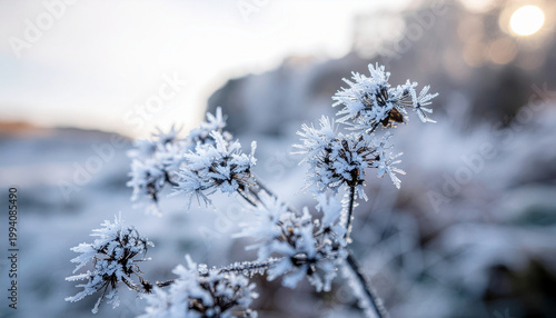 Frozen plant stems covered in delicate ice crystals on a cold winter morning