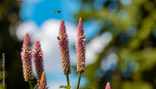 Flying bee approaching tall pink flower spikes under a sunny blue sky