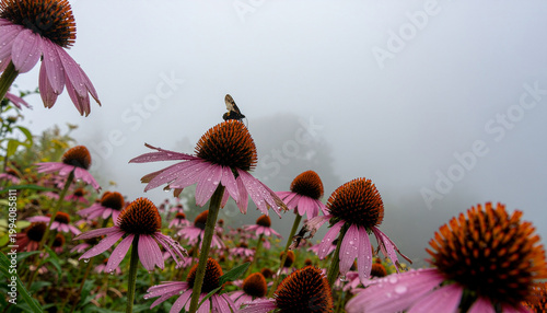 Butterfly resting on wet purple coneflowers in a foggy morning meadow
