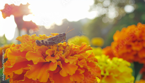 Green grasshopper resting on orange marigold flower