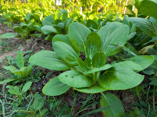 green Chinese cabbage growing in the garden