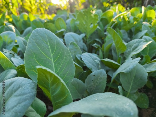 green kale growing in the garden