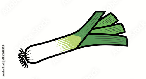 Fresh leek illustration isolated on white background for culinary design