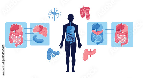 Vector illustration showing human internal organs like the liver, stomach, and intestines with a full body silhouette for medical education.