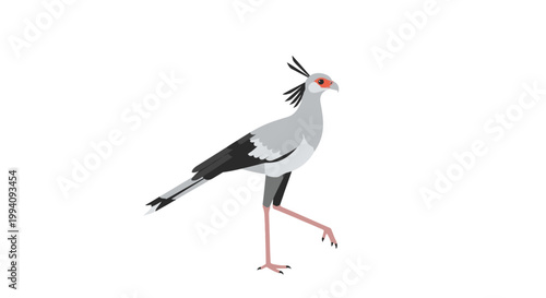 Elegant Secretary Bird Walking Gracefully Against White Background.
