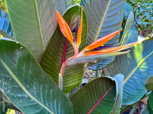 Oiseau de paradis 