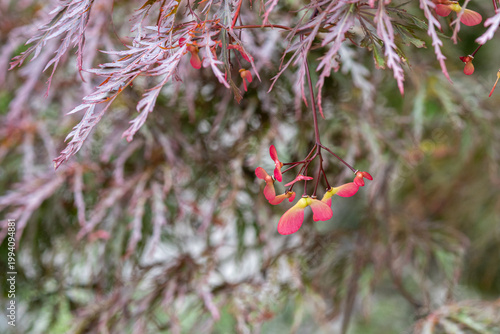 シダレモミジの翼果（赤い実）