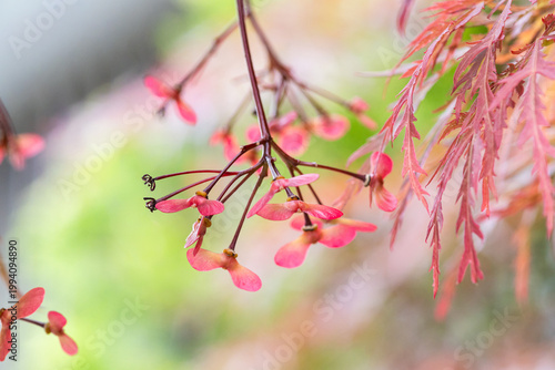 シダレモミジの翼果（赤い実）
