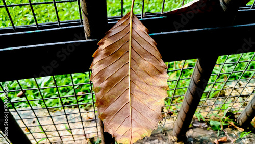 close up photo of dry leaves, very suitable as a background