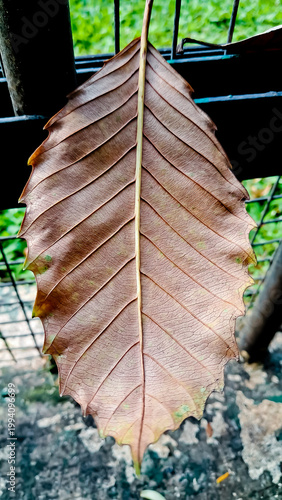 close up photo of dry leaves, very suitable as a background