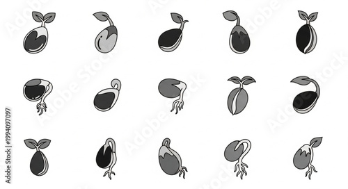 Collection of Seed Germination Stages Illustrated.
