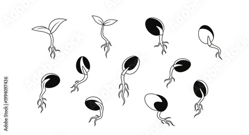 Seedlings Growing From Soil with Roots Visible.