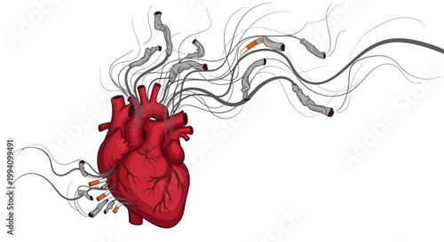Anatomy of a human heart.