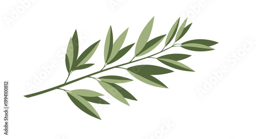 Branch with long narrow green leaves in a flat vector style for botanical illustrations and nature inspired graphic patterns.