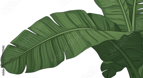 Close up detail of a large green banana leaf with distinct veins and a tropical texture against a white background.