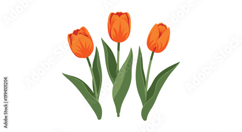 Trio of elegant orange tulips with green leaves standing together in a simple floral arrangement for spring or garden decoration themes.