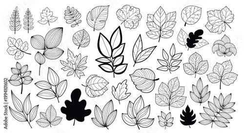 Diverse collection of hand drawn leaf illustrations featuring different species and artistic styles from simple outlines to detailed textures.
