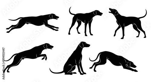 Set of Black Silhouettes of Pointer Dogs in Various Poses