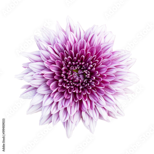 Top view of a blooming pink chrysanthemum flower isolated on a white background. The flower features layered, delicate petals with a soft gradient from light pink to deep magenta at the center.