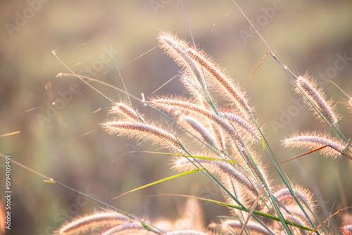 Close-up of soft foxtail grass illuminated by warm sunlight, creating a dreamy, golden atmosphere. The delicate fuzzy seed heads and fine stems are highlighted against a blurred natural background.
