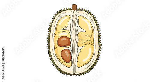 Durian Fruit Cross Section Detailed Illustration.