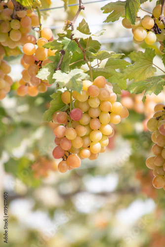 Clusters of ripe grapes hanging on the vine in a sunlit vineyard, surrounded by green leaves. The image captures natural abundance, soft warm light, and the harvest season.