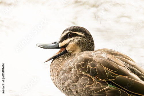 A Pacific black duck, a common mallard related duck, in the middle of a classic quack with its beak wide open in this high key photo at Currumbin Lakes on the Gold Coast in Queensland, Australia.
