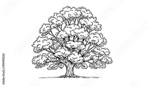 Billede på lærred A detailed vector illustration of a large tree with sprawling branches