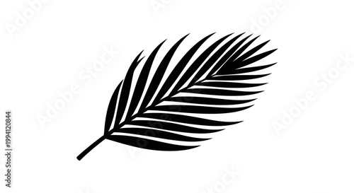 Black silhouette of a single palm leaf on a white background.