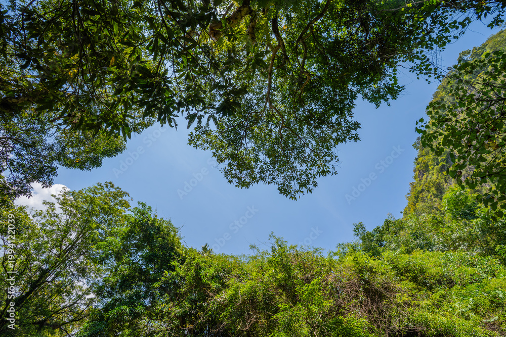 Fototapeta premium Green colors of tree branches blend with sky blue.