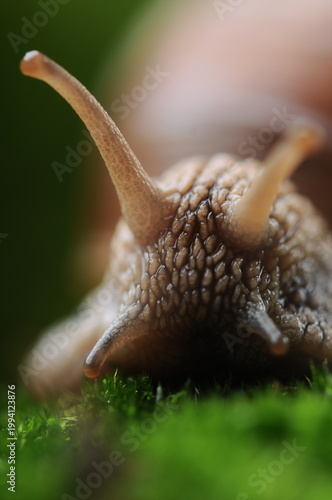 ultra macro photo of a grape snail crawling near a cone in a forest clearing with moss