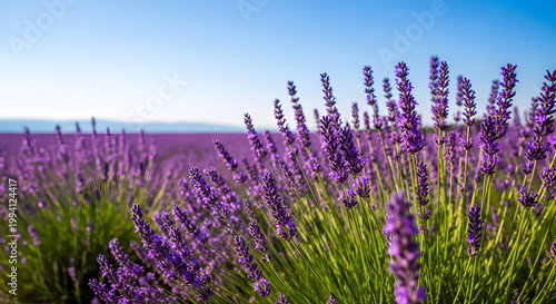 A blooming lavender field under a blue sky at sunset, with selective focus on the purple flowers, set against a beautiful natural backdrop bathed in soft sunlight. AI generated.