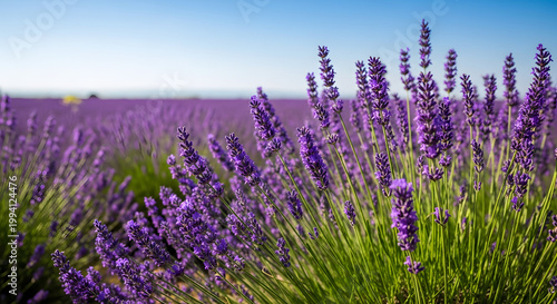 A blooming lavender field under a blue sky at sunset, with selective focus on the purple flowers, set against a beautiful natural backdrop bathed in soft sunlight. AI generated.